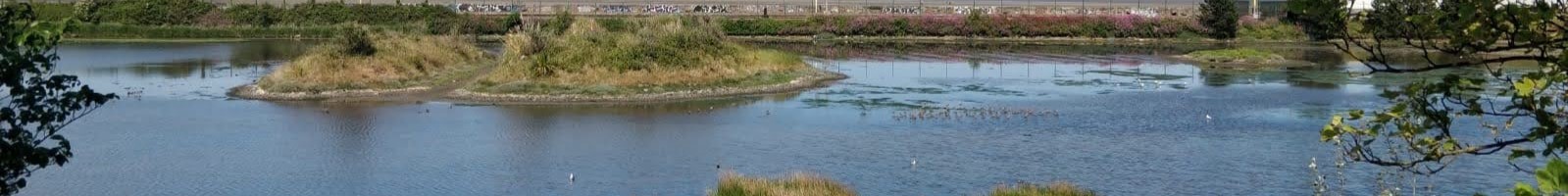 Booterstown Marsh